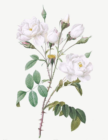 Rosa Campanulata Alba, Pink Bellflowers to White Flowers White Modern Wood Framed Art Print with Double Matting by Redoute, Pierre Joseph