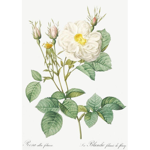 Rosa Alba, White Leaf of Fleury, Rosa alba foliacea Black Modern Wood Framed Art Print by Redoute, Pierre Joseph