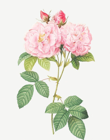 Italian Damask Rose, Four Seasons of Italy, Rosa damascena Italica White Modern Wood Framed Art Print with Double Matting by Redoute, Pierre Joseph