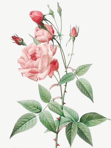 Old Blush China, Common Rose of India, Rosa Indica Vulgaris White Modern Wood Framed Art Print with Double Matting by Redoute, Pierre Joseph