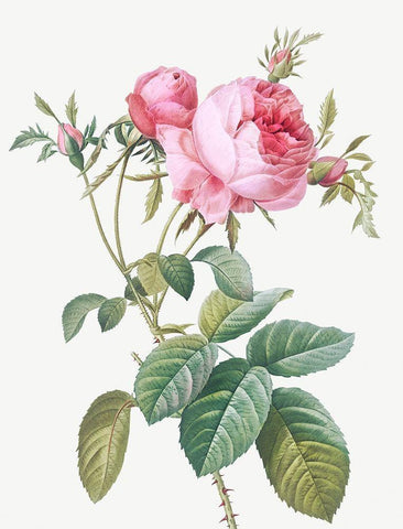 Rose de Mai, Rosa centifolia foliacea White Modern Wood Framed Art Print with Double Matting by Redoute, Pierre Joseph