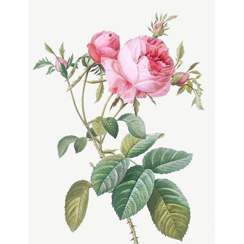 Rose de Mai, Rosa centifolia foliacea Gold Ornate Wood Framed Art Print with Double Matting by Redoute, Pierre Joseph