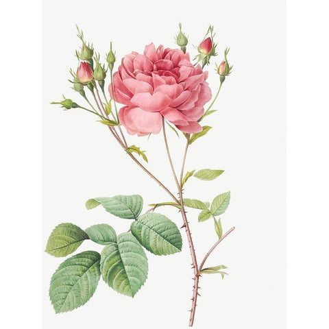 Cumberland Rose, Rosa Centifolia Anglica Rubra White Modern Wood Framed Art Print by Redoute, Pierre Joseph