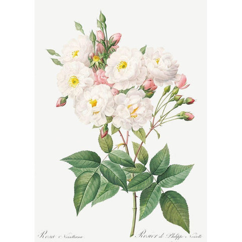 Rosa Noisettiana, Rose of Philippe Noiselle White Modern Wood Framed Art Print by Redoute, Pierre Joseph