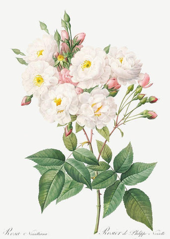 Rosa Noisettiana, Rose of Philippe Noiselle White Modern Wood Framed Art Print with Double Matting by Redoute, Pierre Joseph