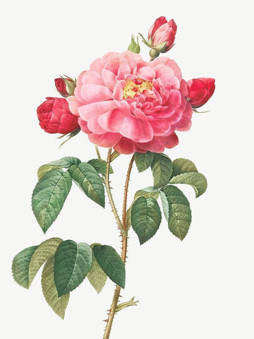 Gallic Rose, Duchess of Orleans, Rosa Gallica Aurelianensis Black Ornate Wood Framed Art Print with Double Matting by Redoute, Pierre Joseph