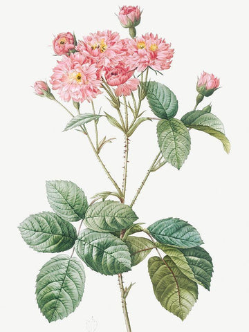 Carnation Petalled Variety of Cabbage Rose also known as Rose bush, Rosa Centifolia Caryophyllea White Modern Wood Framed Art Print with Double Matting by Redoute, Pierre Joseph