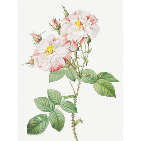 Damask Rose, York and Lancaster Rose, Rosa damascena variegata Black Modern Wood Framed Art Print with Double Matting by Redoute, Pierre Joseph