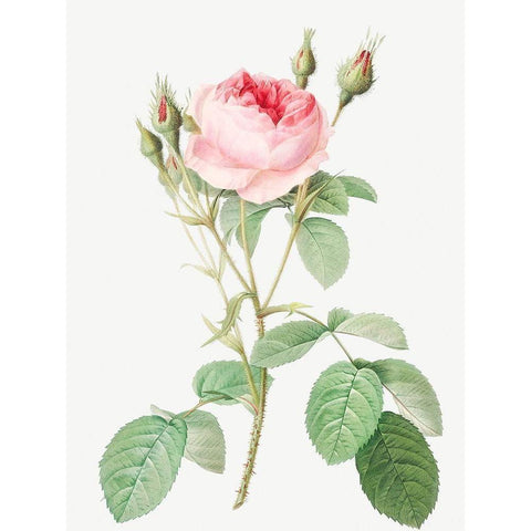 Double Moss Rose, Sparkling Rosebush with Double Flowers, Rosa muscosa multiplex Gold Ornate Wood Framed Art Print with Double Matting by Redoute, Pierre Joseph