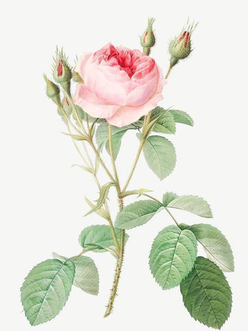 Double Moss Rose, Sparkling Rosebush with Double Flowers, Rosa muscosa multiplex Black Ornate Wood Framed Art Print with Double Matting by Redoute, Pierre Joseph