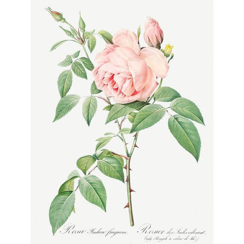 Rosa indica fragrans, Fragrant Rosebush Gold Ornate Wood Framed Art Print with Double Matting by Redoute, Pierre Joseph
