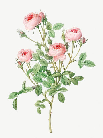 Burgundian Rose, Rosa pomponia White Modern Wood Framed Art Print with Double Matting by Redoute, Pierre Joseph