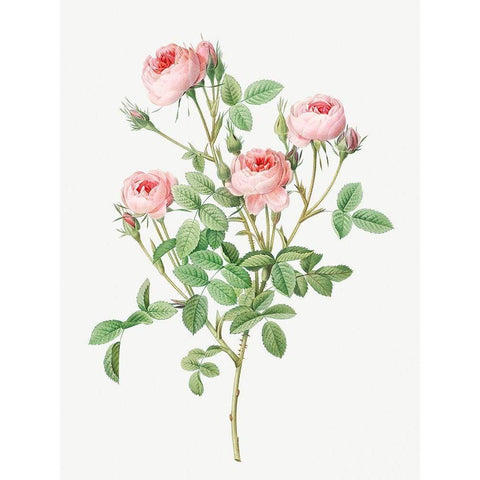 Burgundian Rose, Rosa pomponia Black Modern Wood Framed Art Print by Redoute, Pierre Joseph