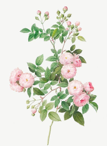 Flesh Pink Multiflora, Rosa multiflora carnea Black Modern Wood Framed Art Print by Redoute, Pierre Joseph