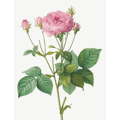 Rosa Gallica Granules, Rosebush of France with Pomegranate Black Modern Wood Framed Art Print by Redoute, Pierre Joseph