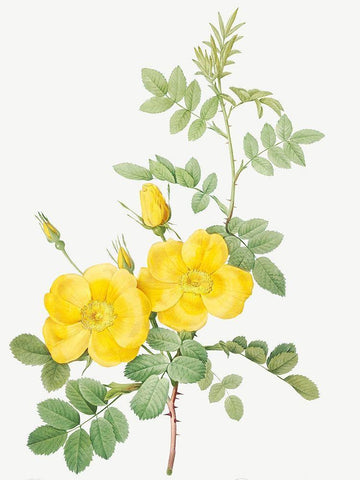 Sweetbriar Rose, Rosa rubignosa White Modern Wood Framed Art Print with Double Matting by Redoute, Pierre Joseph