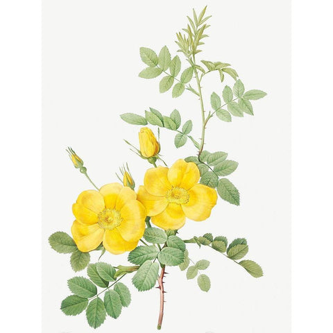 Sweetbriar Rose, Rosa rubignosa White Modern Wood Framed Art Print by Redoute, Pierre Joseph