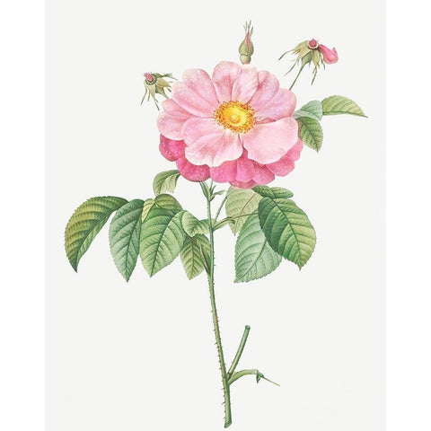 Marbled or speckled Provins rose, Rosa gallica flore marmoreo Black Modern Wood Framed Art Print by Redoute, Pierre Joseph