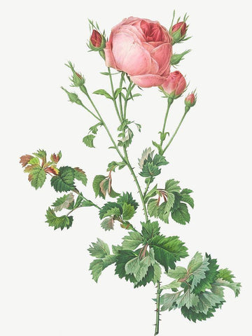 Celery Leaved Variety of Cabbage Rose, Rosa centifolia bipinnata White Modern Wood Framed Art Print with Double Matting by Redoute, Pierre Joseph