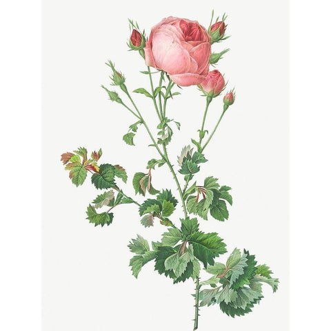 Celery Leaved Variety of Cabbage Rose, Rosa centifolia bipinnata Black Modern Wood Framed Art Print by Redoute, Pierre Joseph