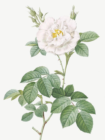 Rosa Alba Flore Pleno, Ordinary White Rose White Modern Wood Framed Art Print with Double Matting by Redoute, Pierre Joseph