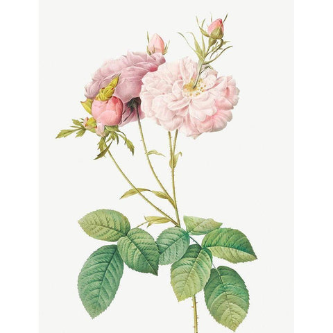 Celsiana Damask Rose, Rosa damascena celsiana White Modern Wood Framed Art Print by Redoute, Pierre Joseph