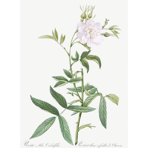 Rosa alba Cimboefolia , White Rose with Hemp Leaves White Modern Wood Framed Art Print by Redoute, Pierre Joseph