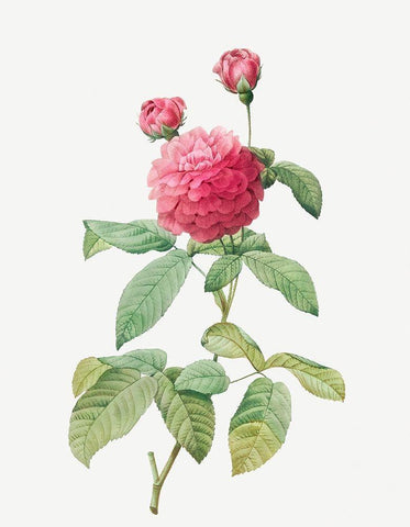 Purple Agatha, Little Violet Buttercup, Rosa gallica agatha, var Delphiniana Black Ornate Wood Framed Art Print with Double Matting by Redoute, Pierre Joseph