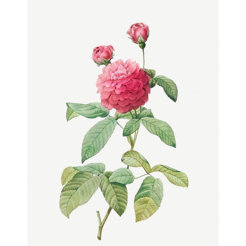 Purple Agatha, Little Violet Buttercup, Rosa gallica agatha, var Delphiniana White Modern Wood Framed Art Print by Redoute, Pierre Joseph