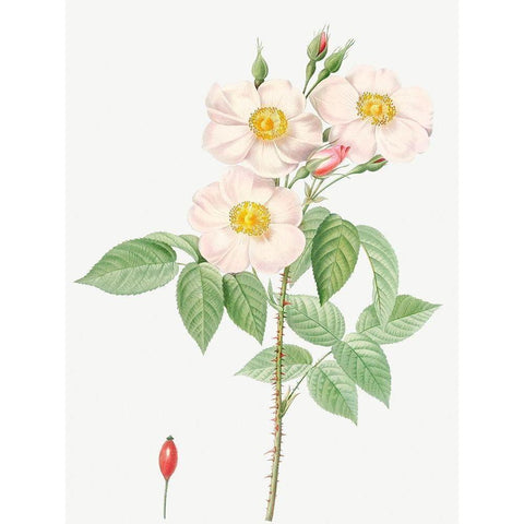 Damask Rose, Rosewood Rose Petal, Rosa damascena Gold Ornate Wood Framed Art Print with Double Matting by Redoute, Pierre Joseph