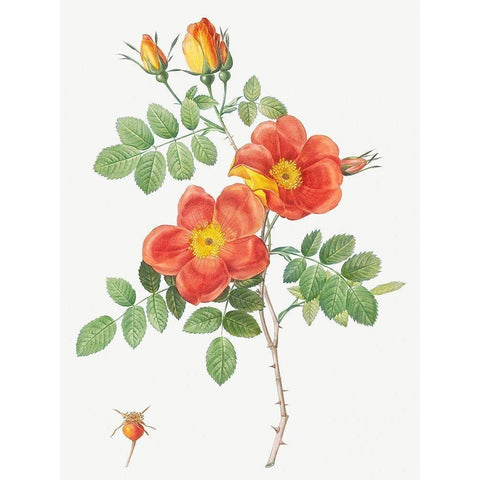 Austrian Copper Rose, Rosa eglanteria var. punicea Gold Ornate Wood Framed Art Print with Double Matting by Redoute, Pierre Joseph