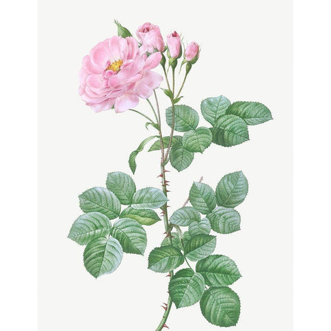 Aurora Poniatowska, Rosa damascena aurora White Modern Wood Framed Art Print by Redoute, Pierre Joseph