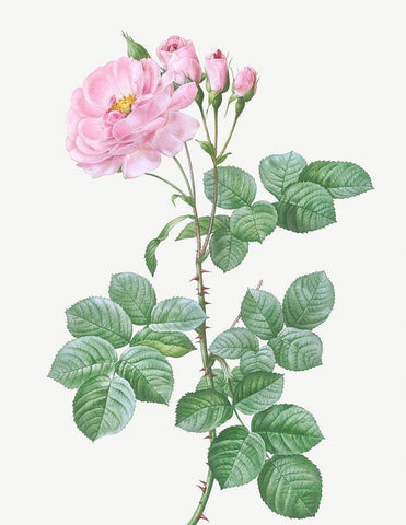 Aurora Poniatowska, Rosa damascena aurora White Modern Wood Framed Art Print with Double Matting by Redoute, Pierre Joseph