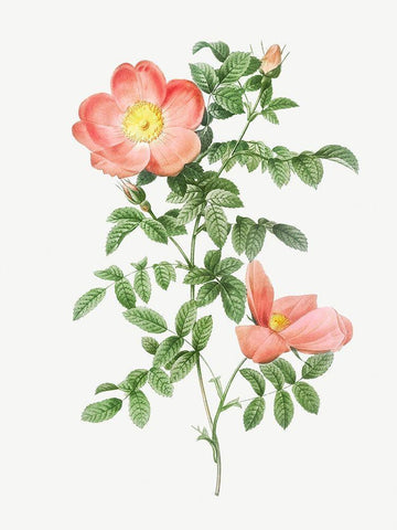 Red sweet brier, Cherry Rosehip, Rosa eglanteria sub rubra White Modern Wood Framed Art Print with Double Matting by Redoute, Pierre Joseph