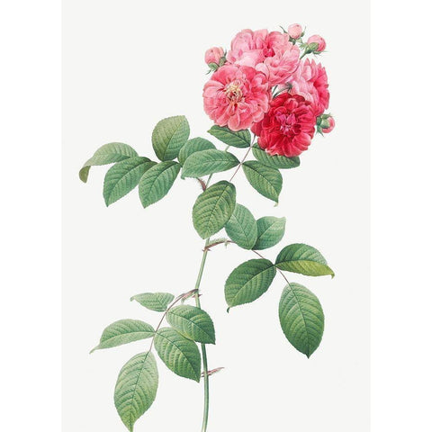 Seven Sisters Roses, Multiflora Rose with Large Leaves, Rosa multiflora platyphylla Black Modern Wood Framed Art Print by Redoute, Pierre Joseph