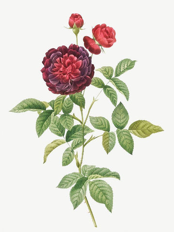 Guerins Rose, One Hundred-Leaved Rose, Rosa gallica gueriniana Black Ornate Wood Framed Art Print with Double Matting by Redoute, Pierre Joseph
