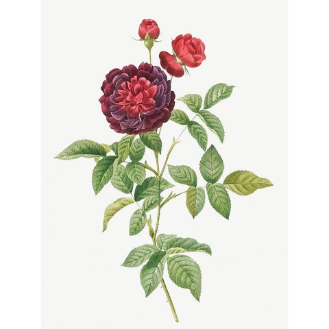 Guerins Rose, One Hundred-Leaved Rose, Rosa gallica gueriniana Black Modern Wood Framed Art Print by Redoute, Pierre Joseph