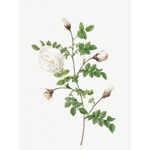 Silver Flowered Hispid Rose, Rosa hispida argentea Gold Ornate Wood Framed Art Print with Double Matting by Redoute, Pierre Joseph