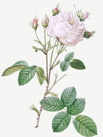 Cabbage Rose White Provence, Unique Blance, Rosa centifolia mutabilis Black Ornate Wood Framed Art Print with Double Matting by Redoute, Pierre Joseph