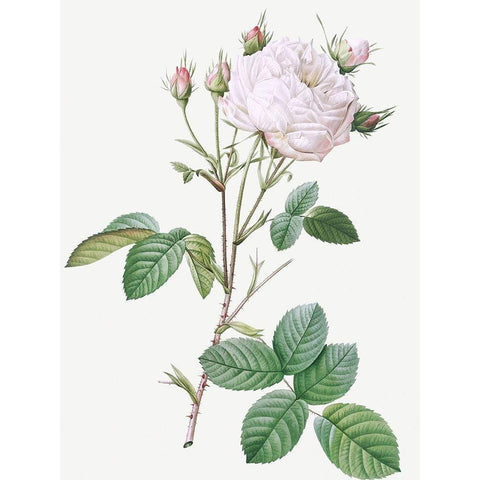 Cabbage Rose White Provence, Unique Blance, Rosa centifolia mutabilis Black Modern Wood Framed Art Print with Double Matting by Redoute, Pierre Joseph