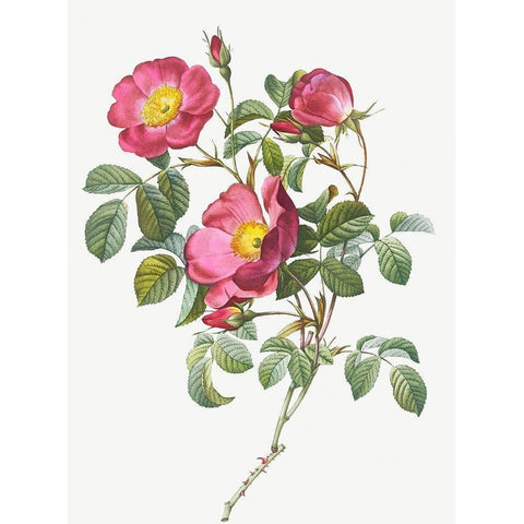Rose of Love, Rosa pumila Black Modern Wood Framed Art Print with Double Matting by Redoute, Pierre Joseph
