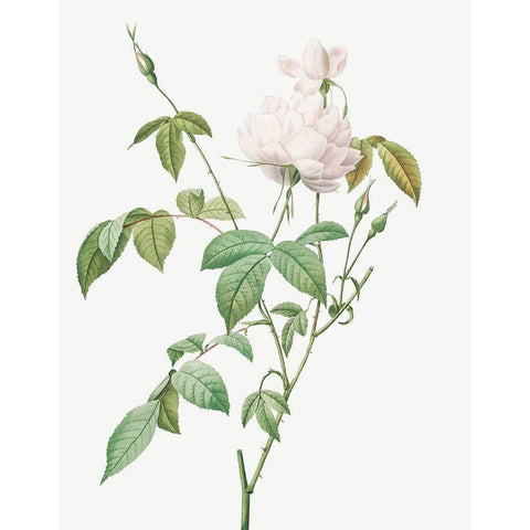 Monthly Rose, Bengal Rose with White Flowers, Rosa indica subalba White Modern Wood Framed Art Print by Redoute, Pierre Joseph
