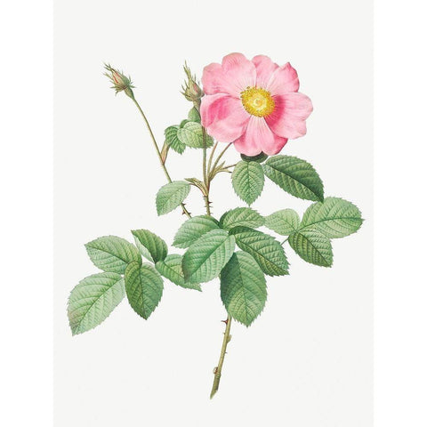 Single Flowered Cabbage Rose, Rosa centifolia simplex Gold Ornate Wood Framed Art Print with Double Matting by Redoute, Pierre Joseph