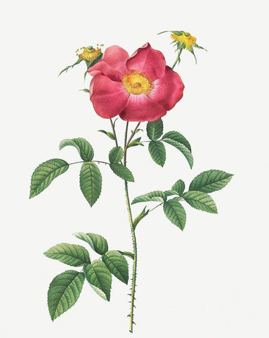 Stapelia French rose variety, Rosa gallica stapelice flora White Modern Wood Framed Art Print with Double Matting by Redoute, Pierre Joseph