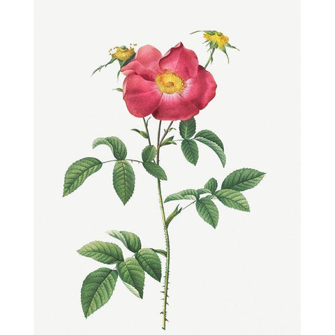 Stapelia French rose variety, Rosa gallica stapelice flora White Modern Wood Framed Art Print by Redoute, Pierre Joseph