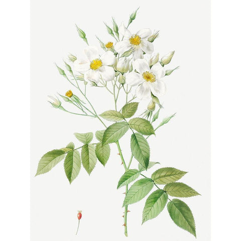 Musk Rose, Rosa moschata White Modern Wood Framed Art Print by Redoute, Pierre Joseph