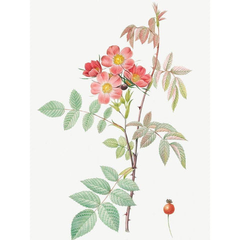 Redleaf Rose, Rosebush with Reddish Leaves, Rosa rubrifolia White Modern Wood Framed Art Print by Redoute, Pierre Joseph