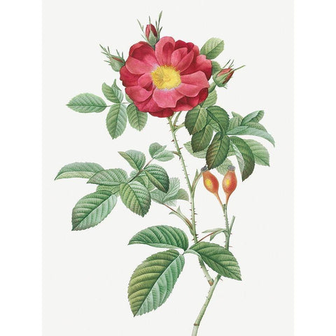 Red Portland Rose, Rosa damascena coccinea Black Modern Wood Framed Art Print with Double Matting by Redoute, Pierre Joseph