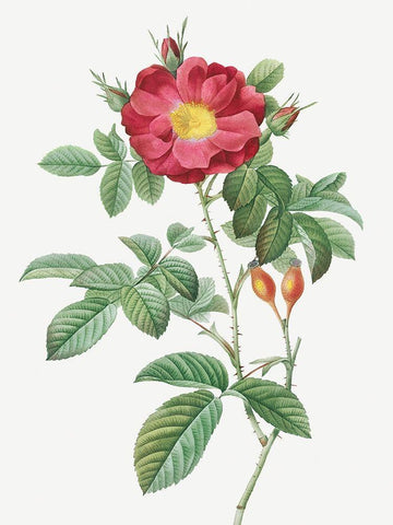 Red Portland Rose, Rosa damascena coccinea White Modern Wood Framed Art Print with Double Matting by Redoute, Pierre Joseph