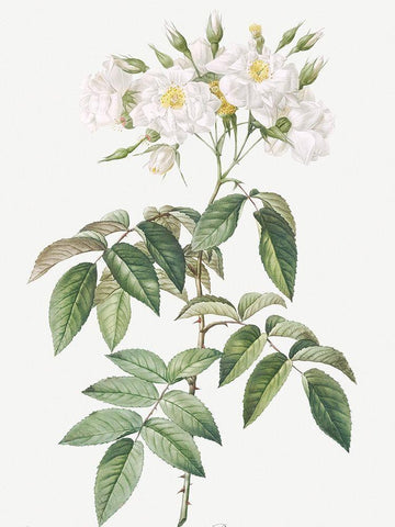 Musk rose, Rosa moschata flore semi pleno White Modern Wood Framed Art Print with Double Matting by Redoute, Pierre Joseph